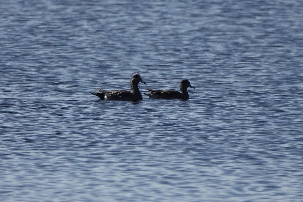 ברווז אמריקני - ML646800625