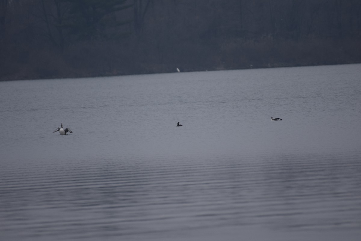 Common Loon - ML646800626