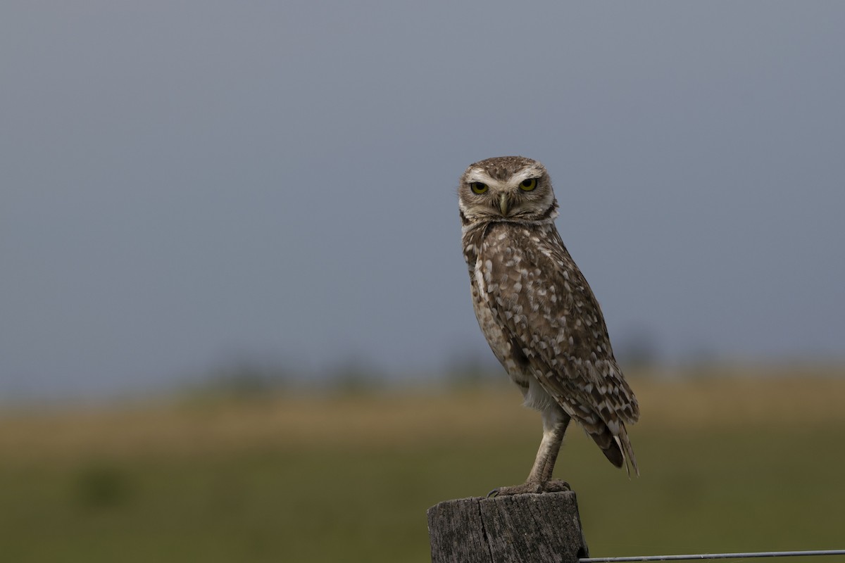 Burrowing Owl - ML646800627