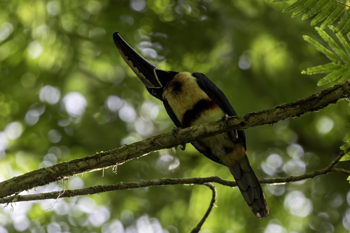 Collared Aracari - ML646800628