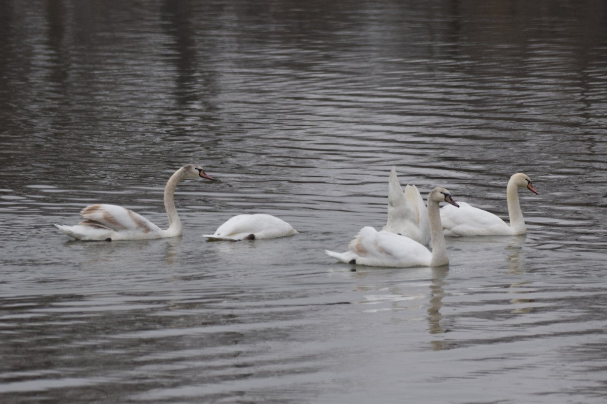 Mute Swan - ML646800630