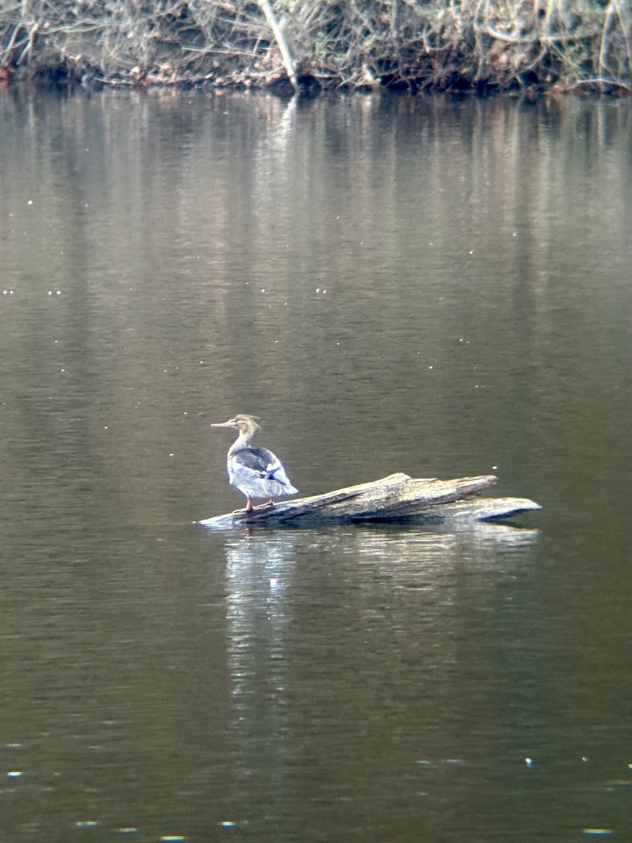 siland - ML646800632