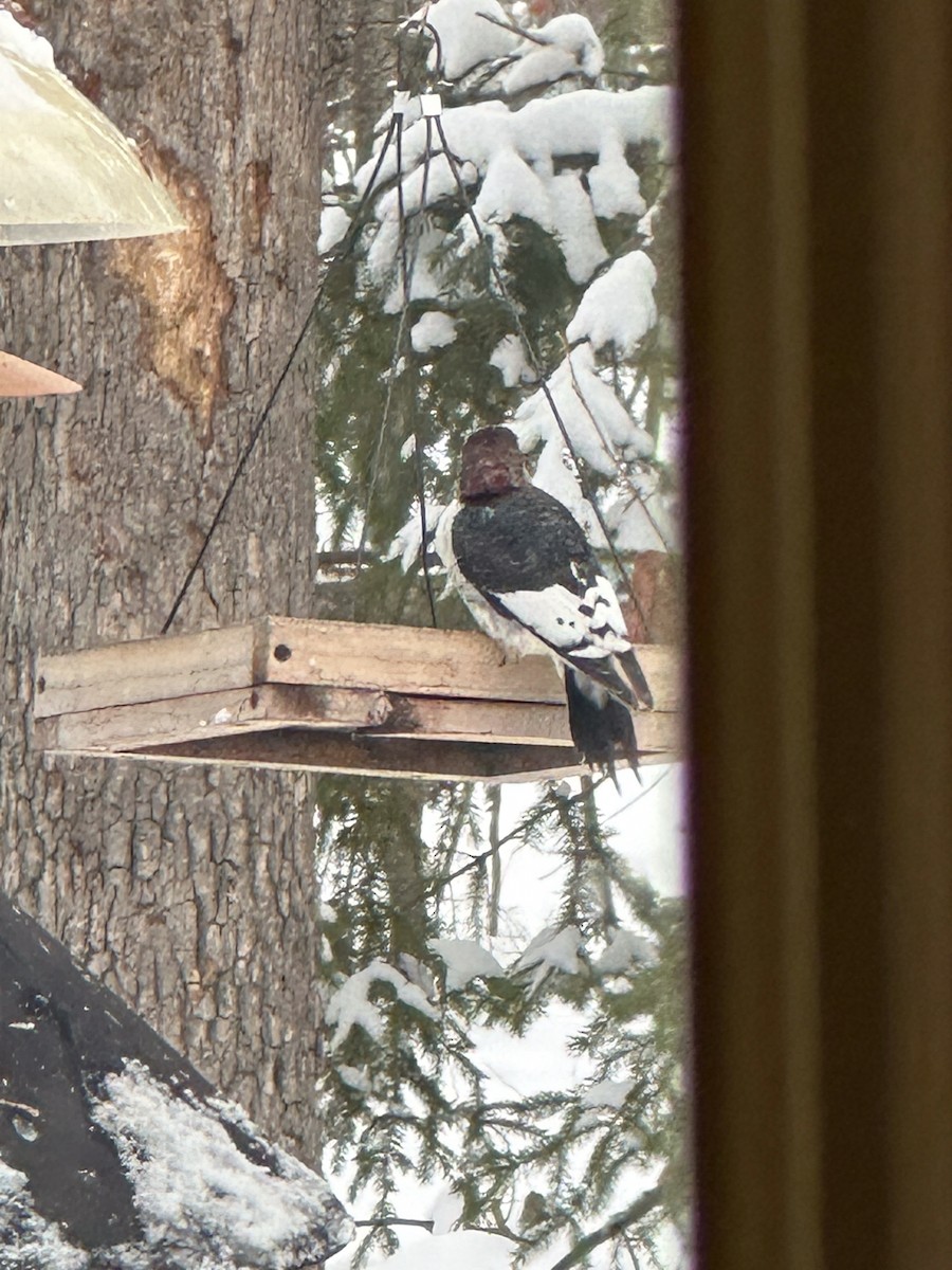 Red-headed Woodpecker - ML646800633