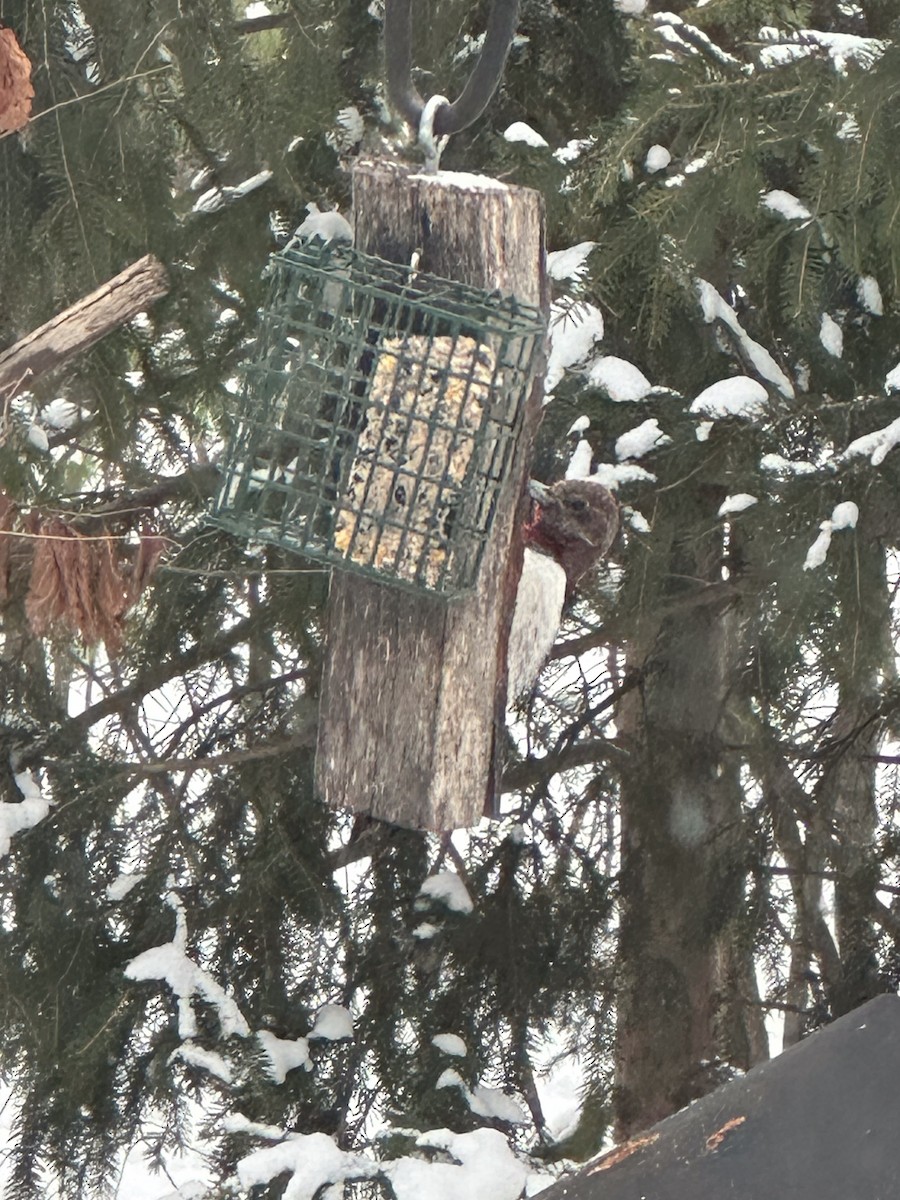 Red-headed Woodpecker - ML646800634