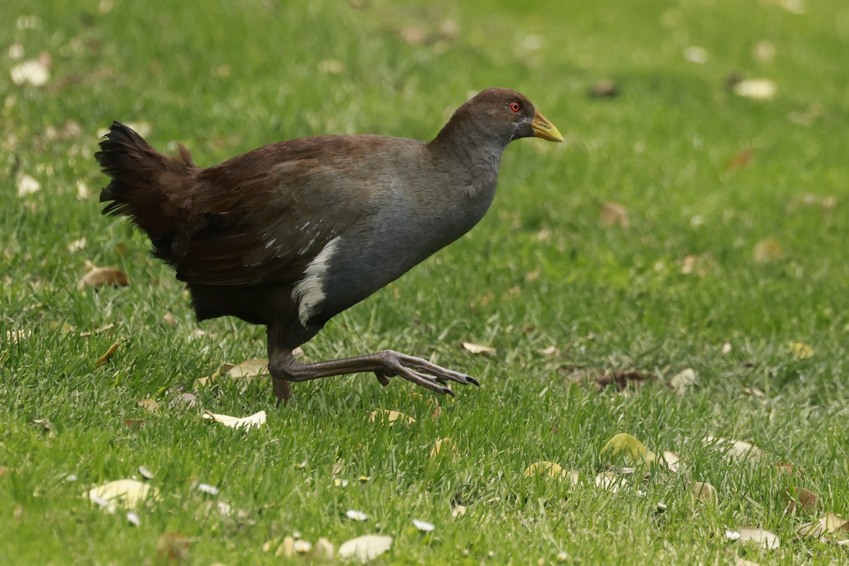 Gallinule de Tasmanie - ML646800637