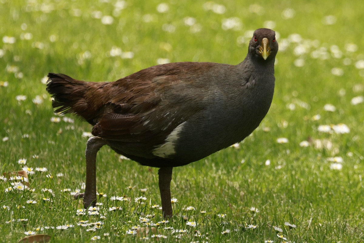 Gallinule de Tasmanie - ML646800638