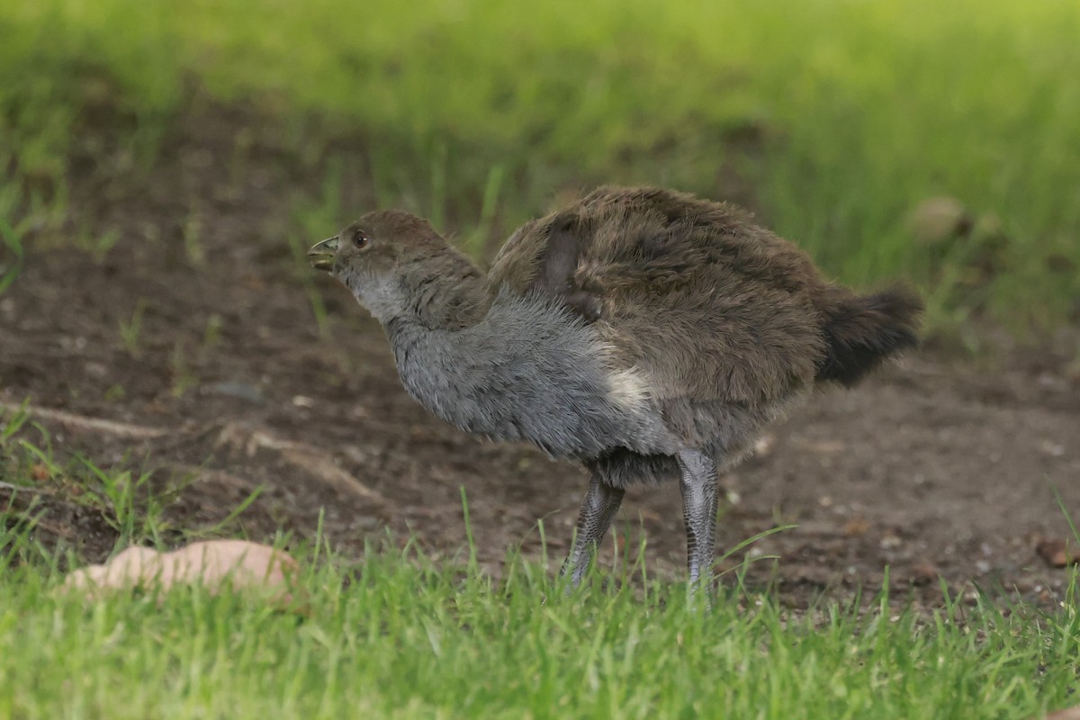 Gallinule de Tasmanie - ML646800639