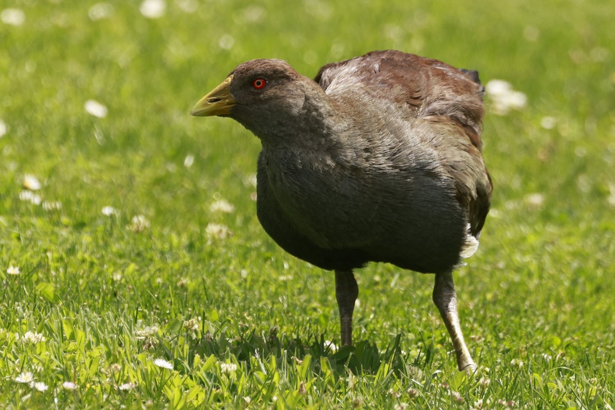 Gallinule de Tasmanie - ML646800640