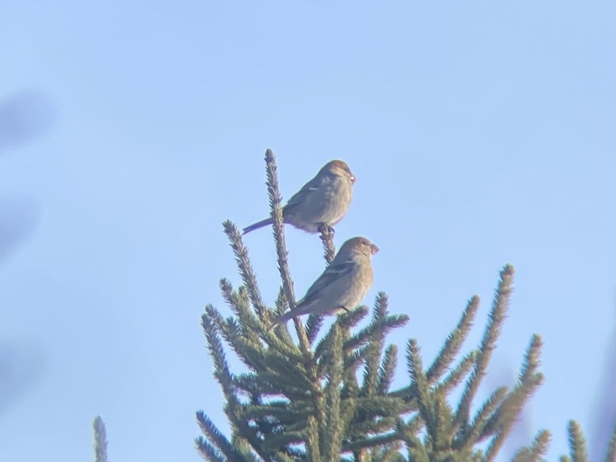 Hakengimpel - ML646800649