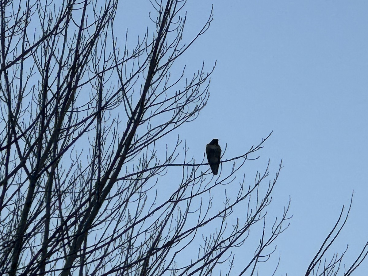 rødstjertvåk - ML646800654