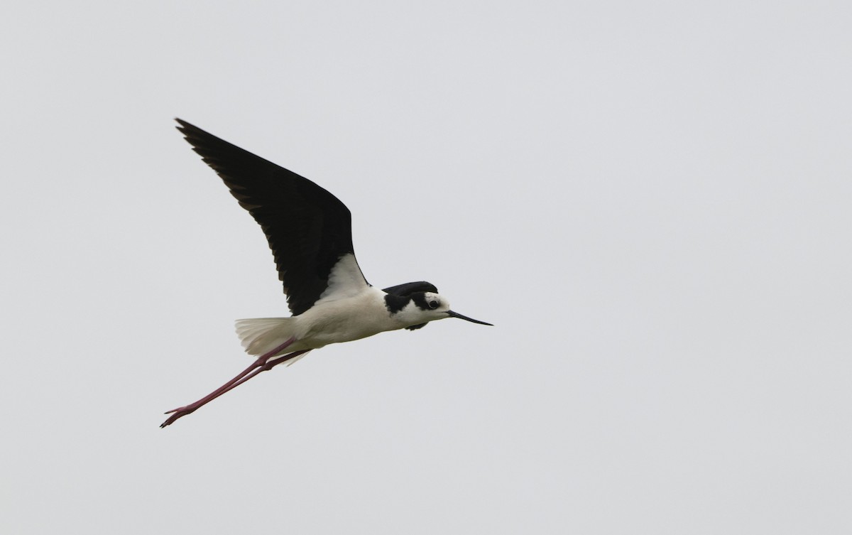 Black-necked Stilt - ML646800655