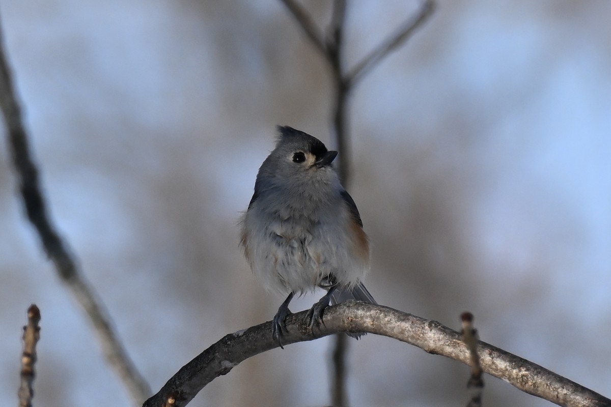 Grauhäubchenmeise - ML646800662