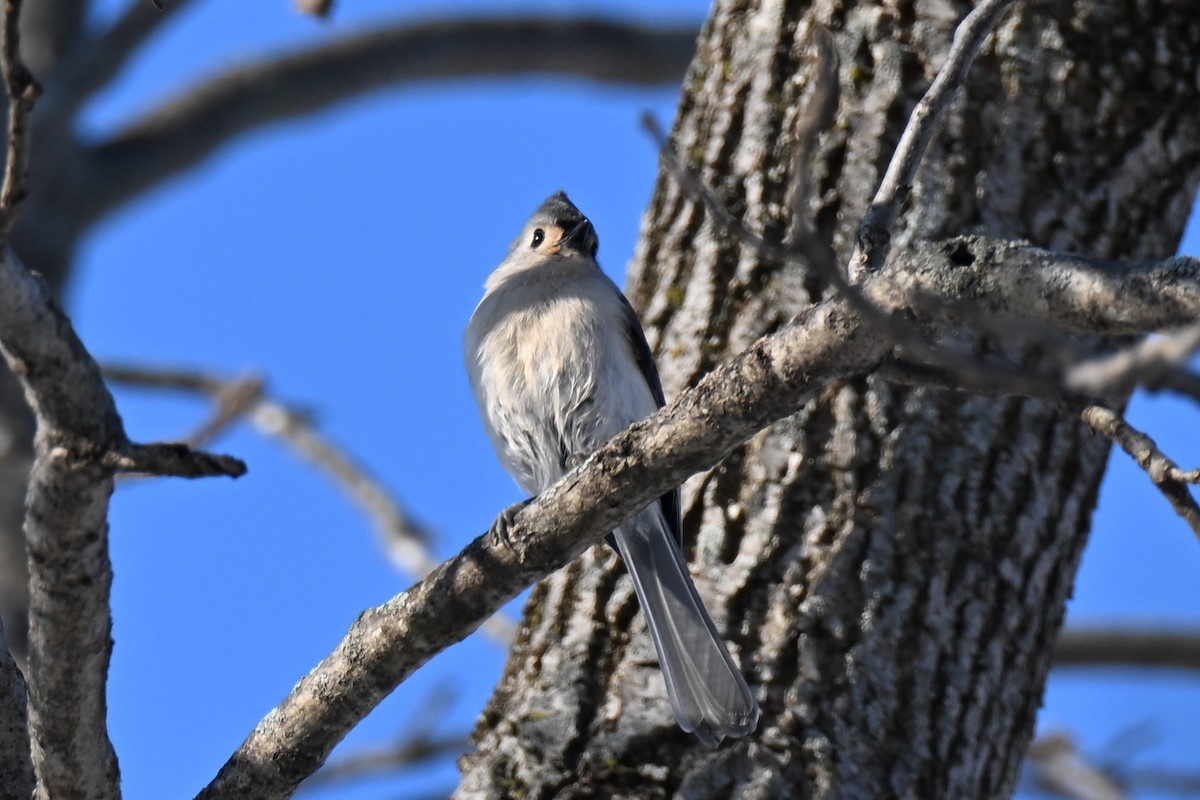 Grauhäubchenmeise - ML646800663
