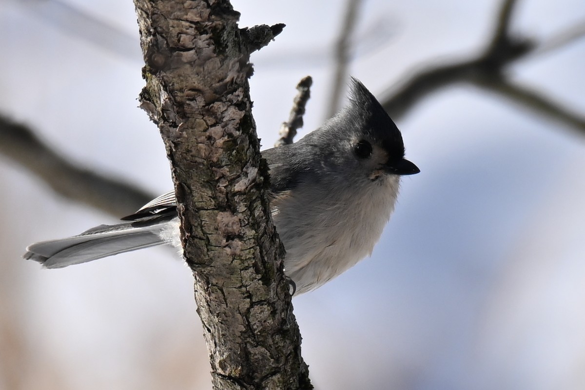 Grauhäubchenmeise - ML646800664