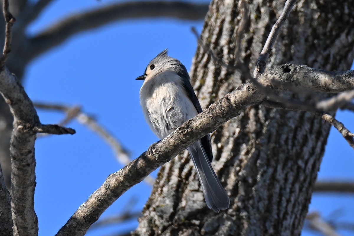 Grauhäubchenmeise - ML646800665