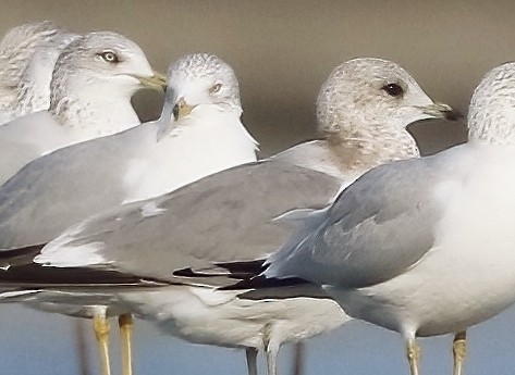Short-billed Gull - ML646800666