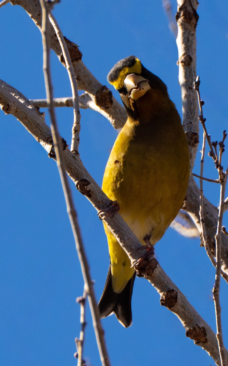 Evening Grosbeak - ML646800667