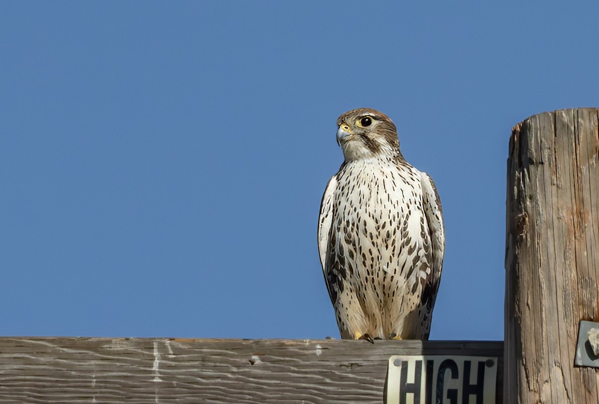 Prairie Falcon - ML646800669
