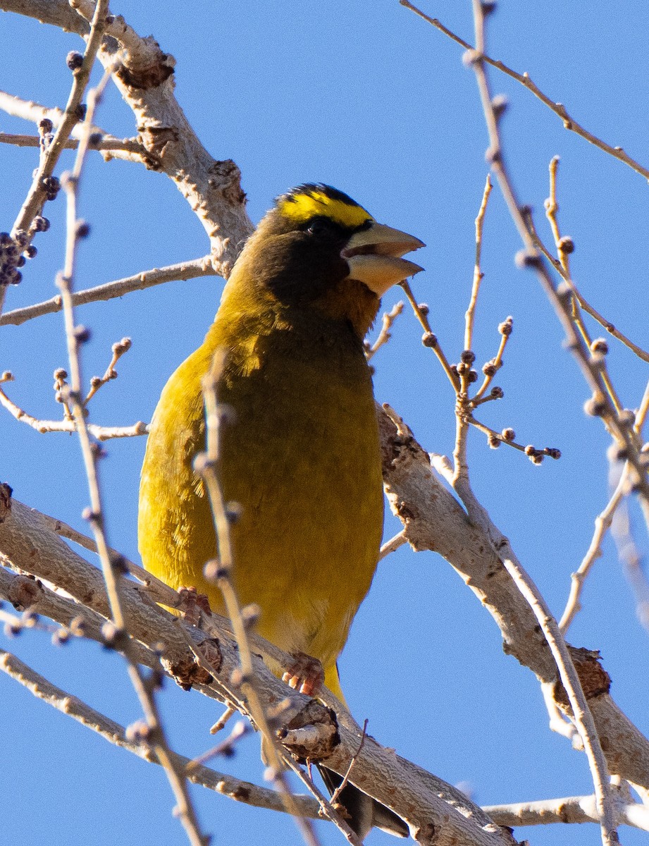 Evening Grosbeak - ML646800670