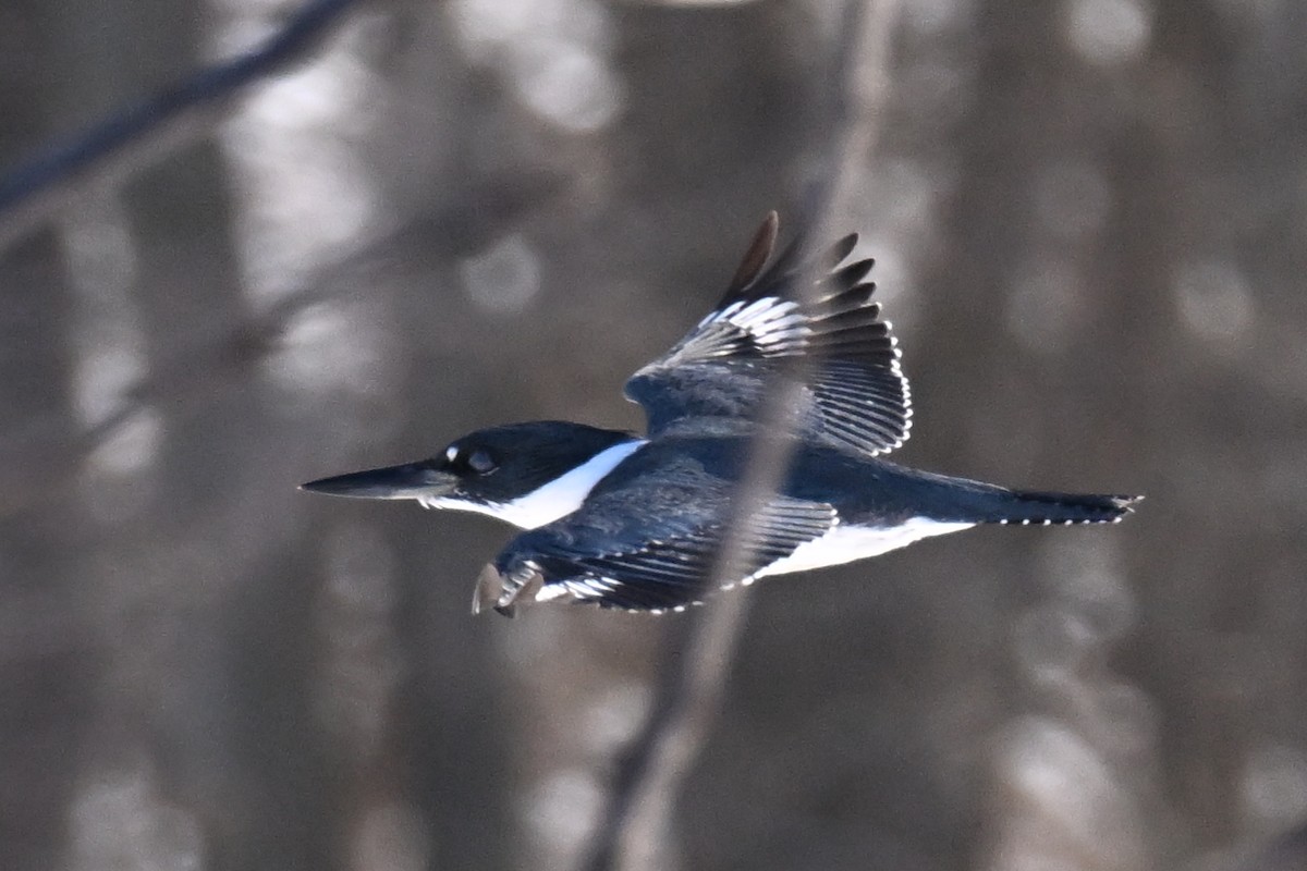 Gürtelfischer - ML646800671