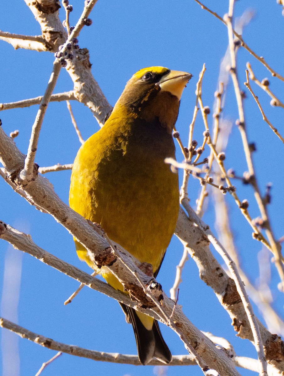 Evening Grosbeak - ML646800672