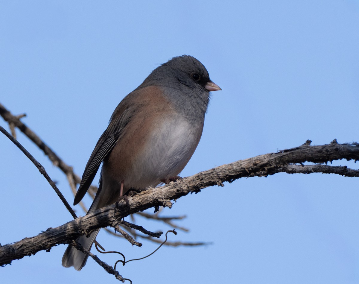 Dark-eyed Junco - ML646800673