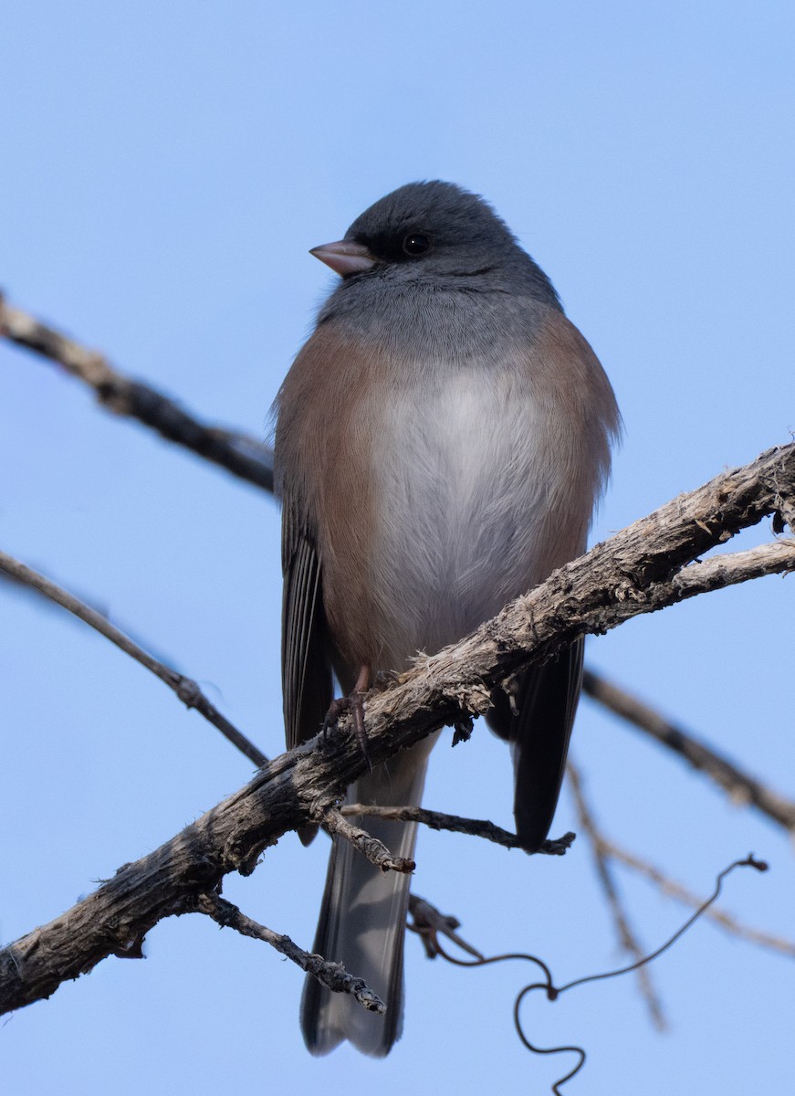 Dark-eyed Junco - ML646800674