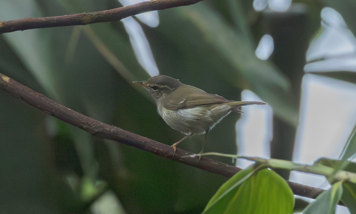 Claudia's Leaf Warbler - ML646800675