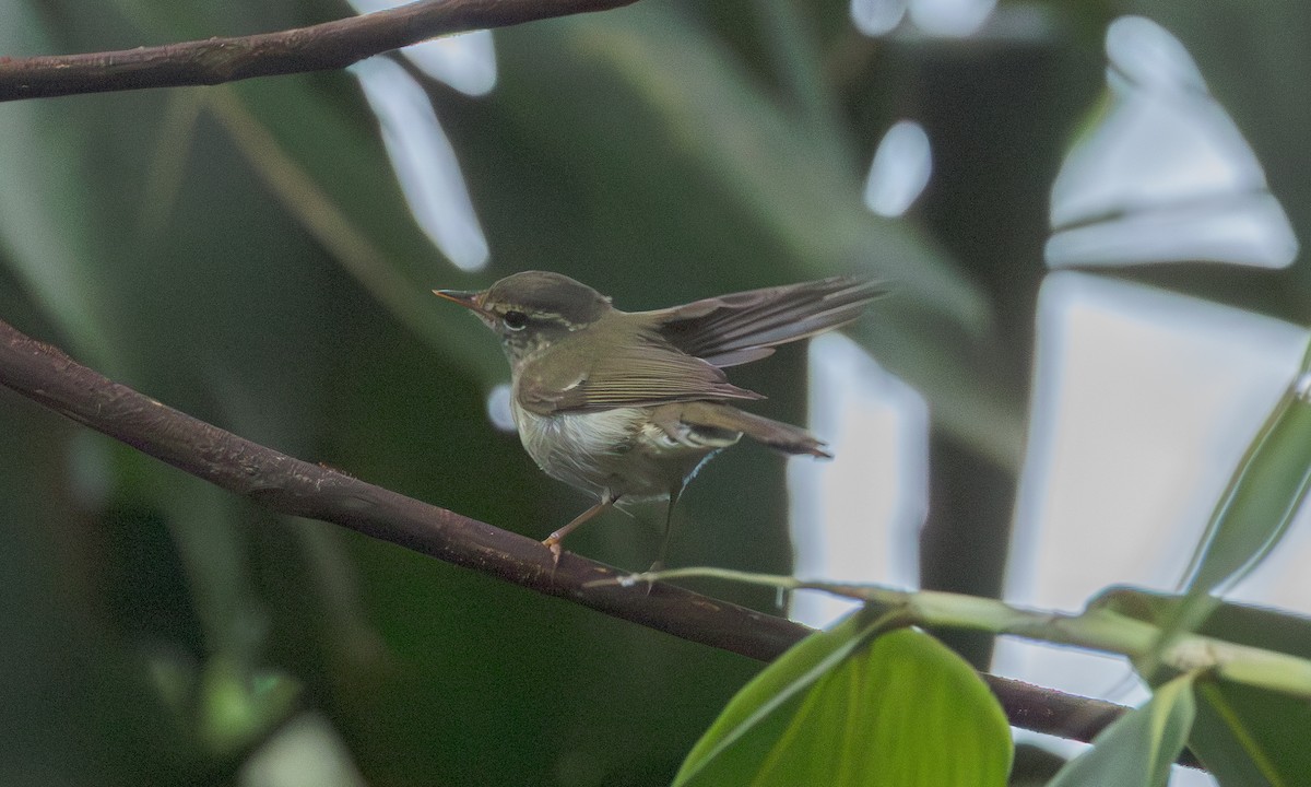 Claudia's Leaf Warbler - ML646800676