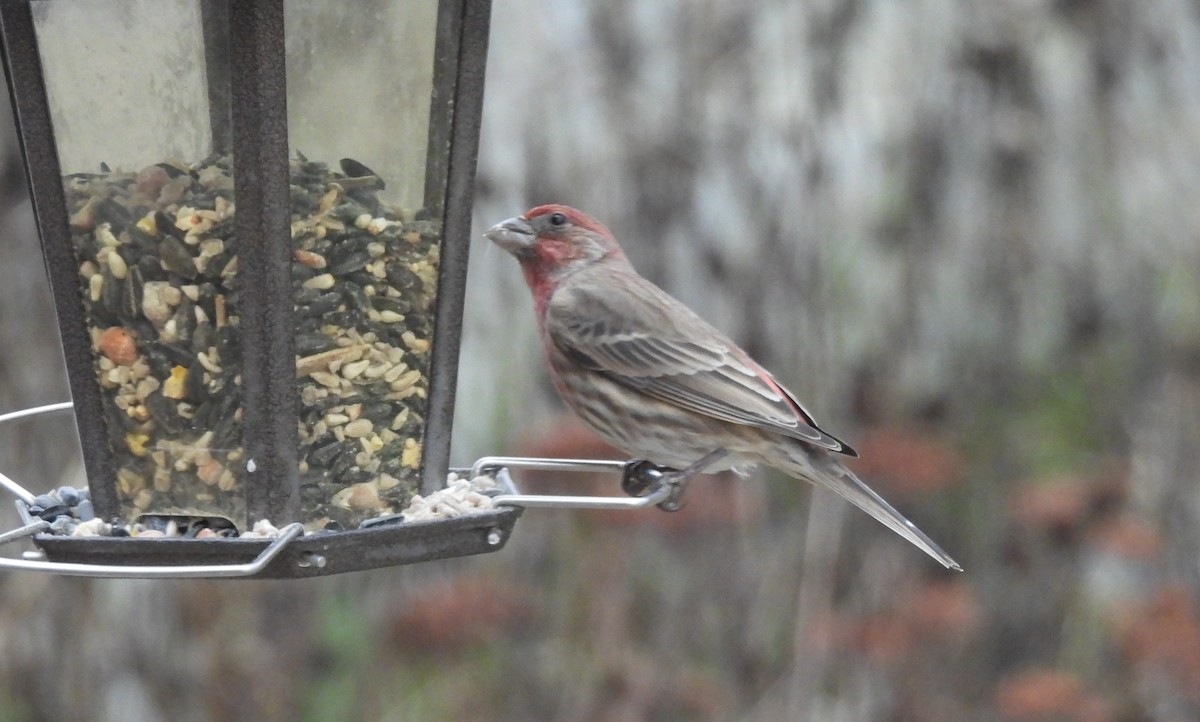 Чечевиця садова - ML646800677