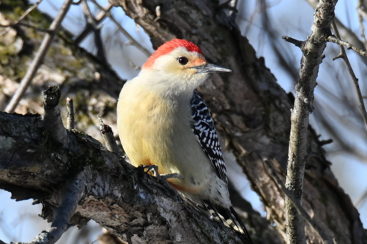 Carolinaspecht - ML646800679