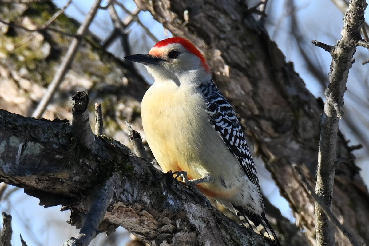 Carolinaspecht - ML646800680