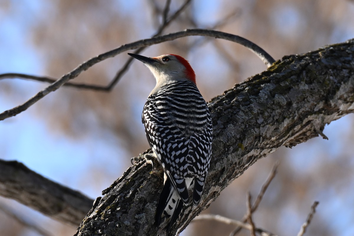 Carolinaspecht - ML646800681