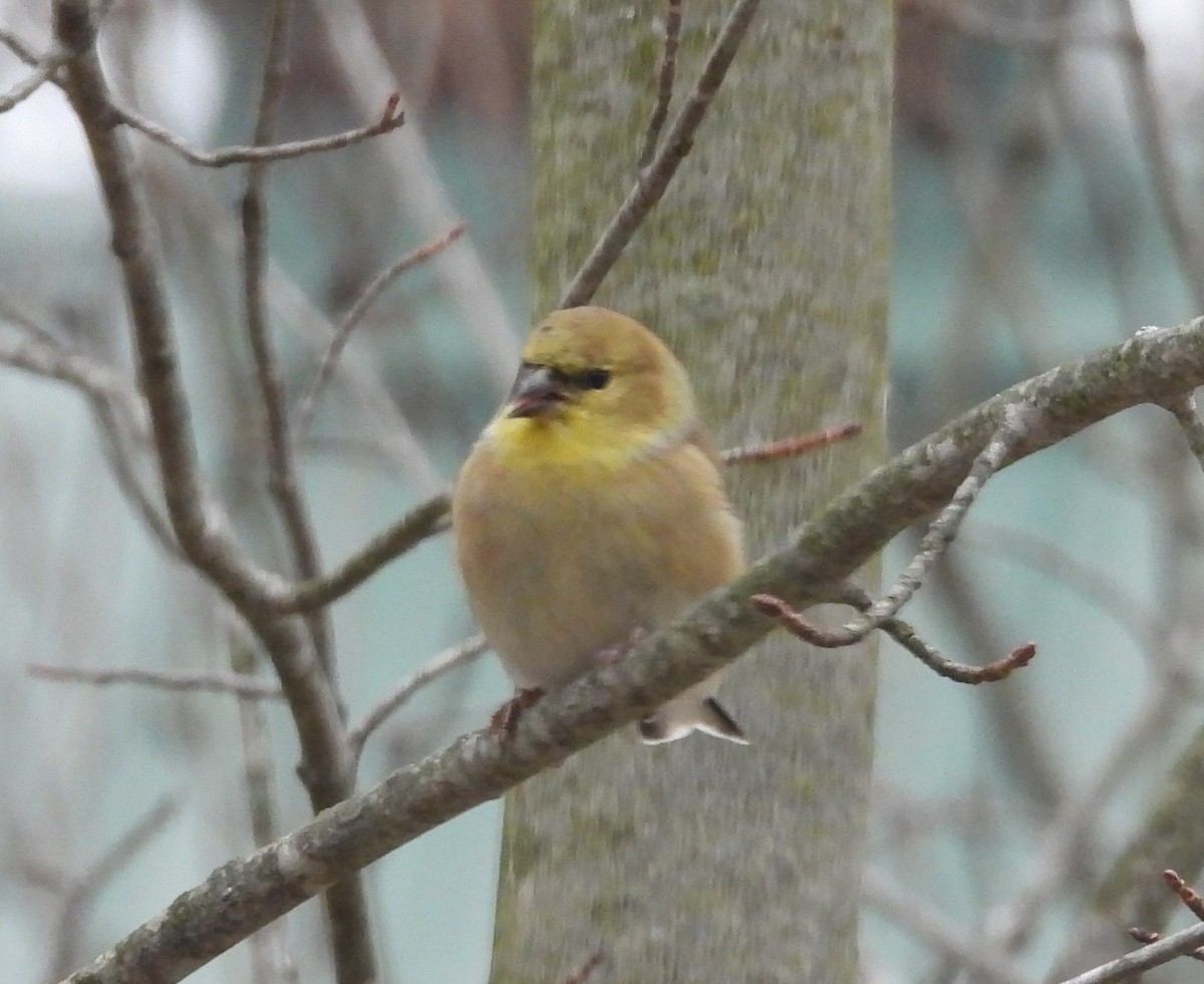 Чиж золотий - ML646800682