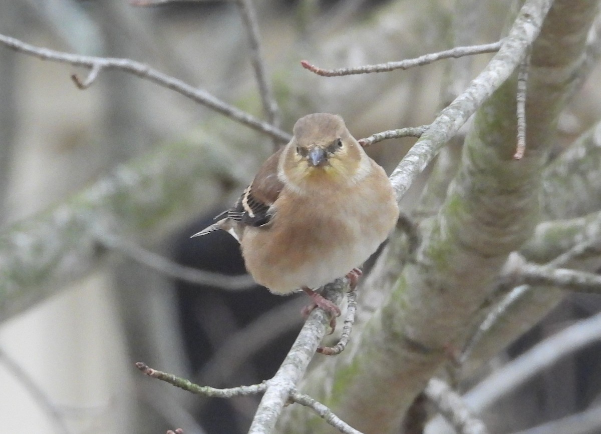 Чиж золотий - ML646800683