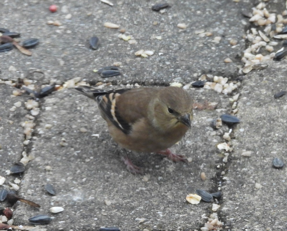 Чиж золотий - ML646800684