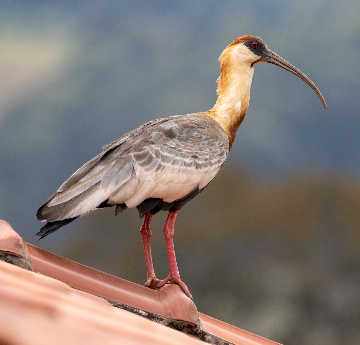 ibis bělokřídlý - ML646800685