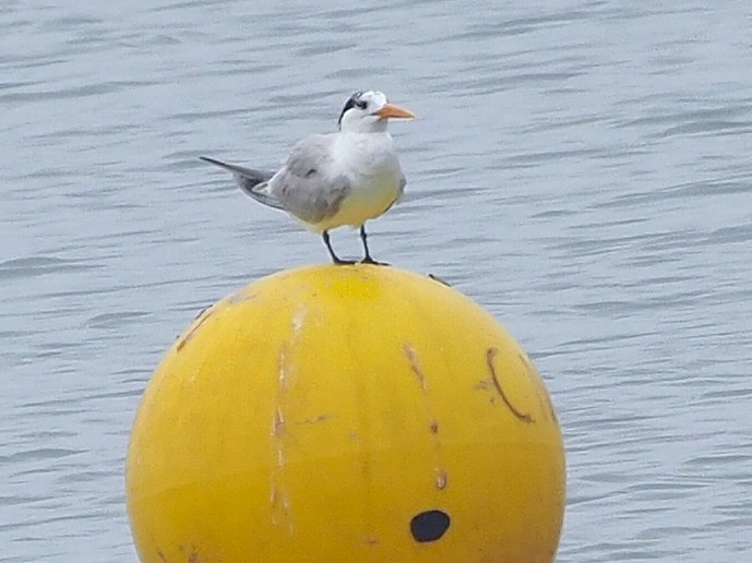 Tepeli Sumru - ML646800690