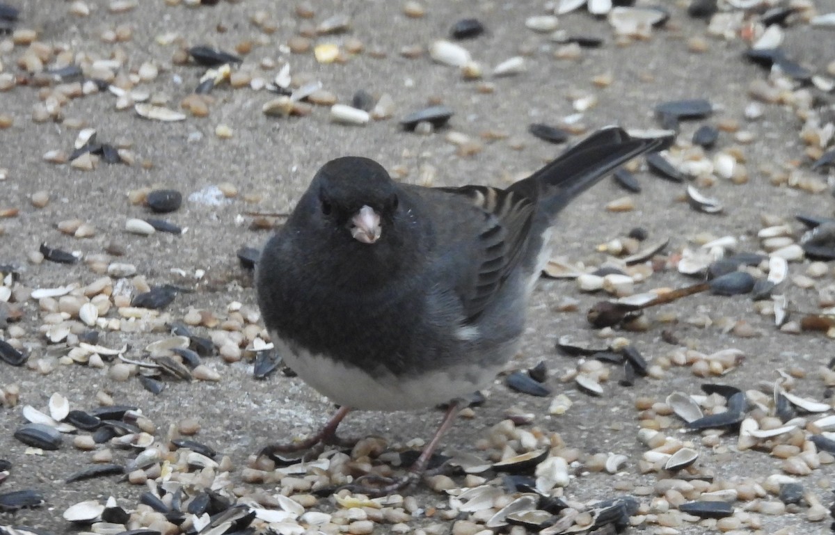 Юнко сірий - ML646800698