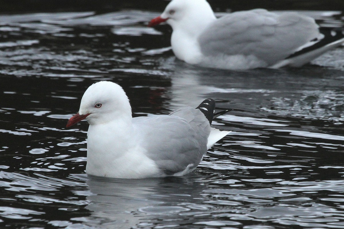 Silver Gull (Red-billed) - ML64680071