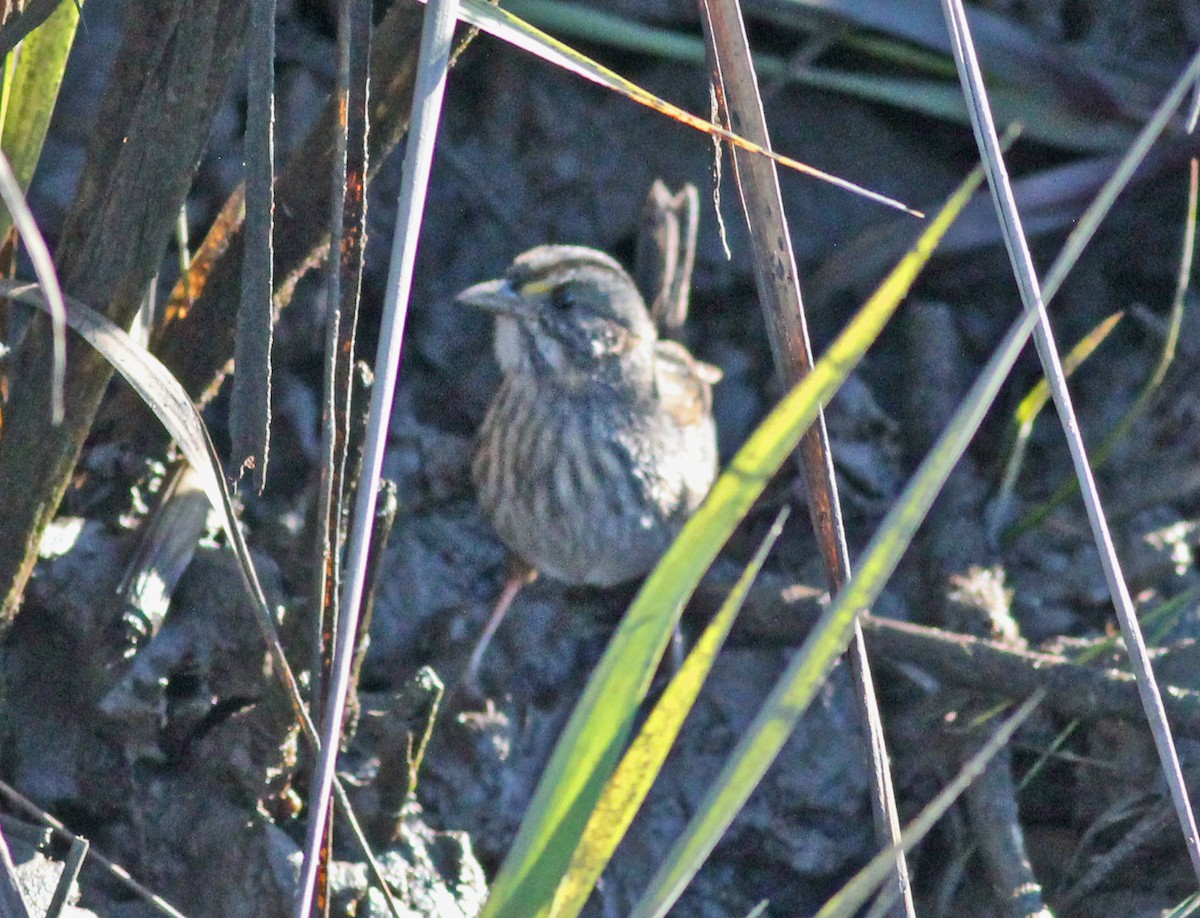 Seaside Sparrow - ML646800711