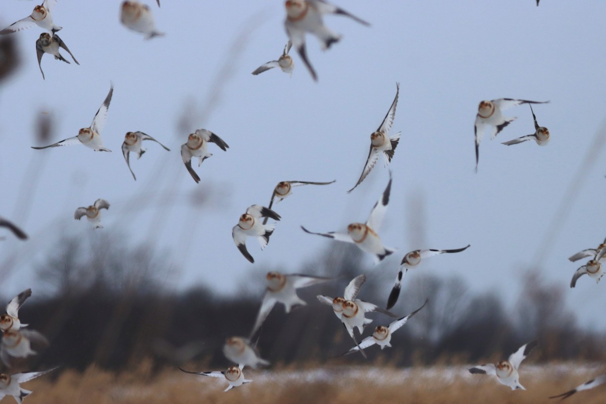 Schneeammer - ML646800713