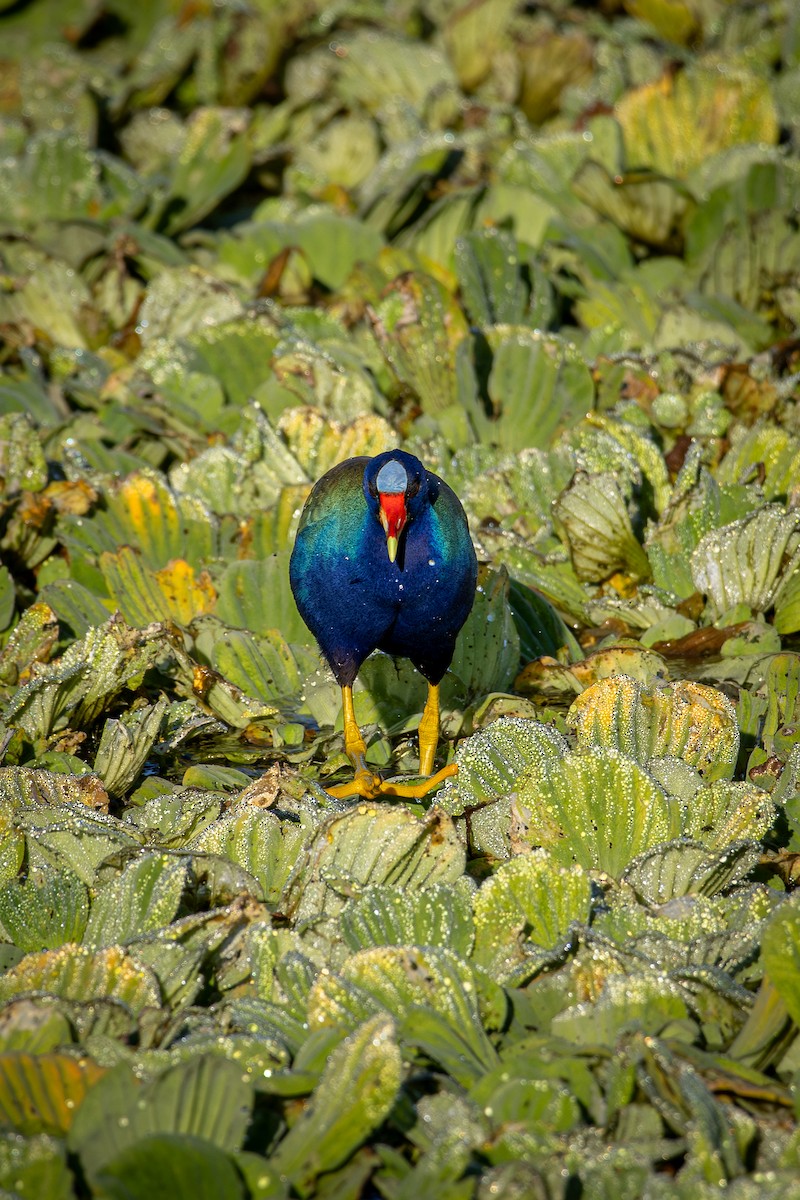 Purple Gallinule - ML646800714