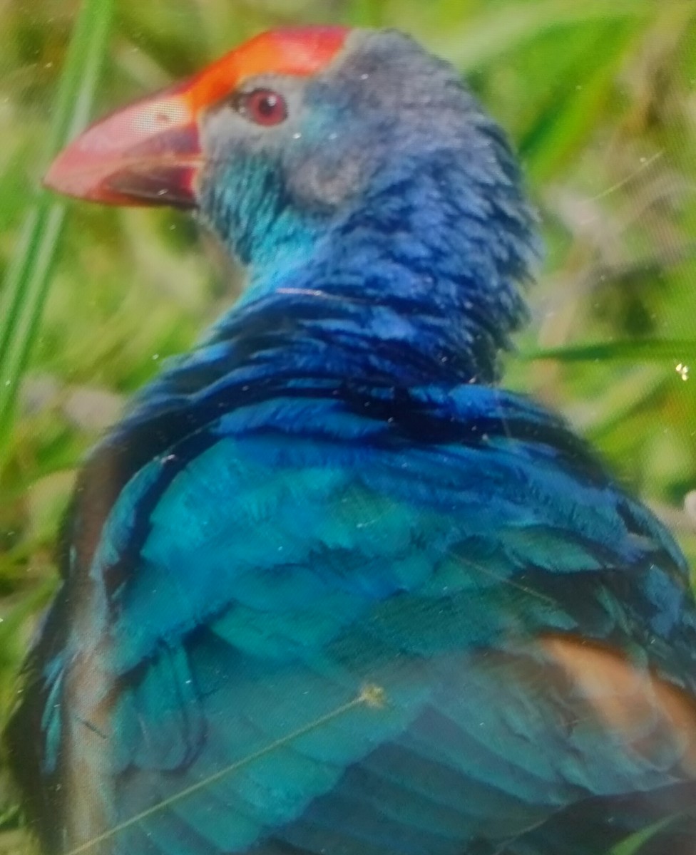 Calamón Cabecigrís - ML646800715