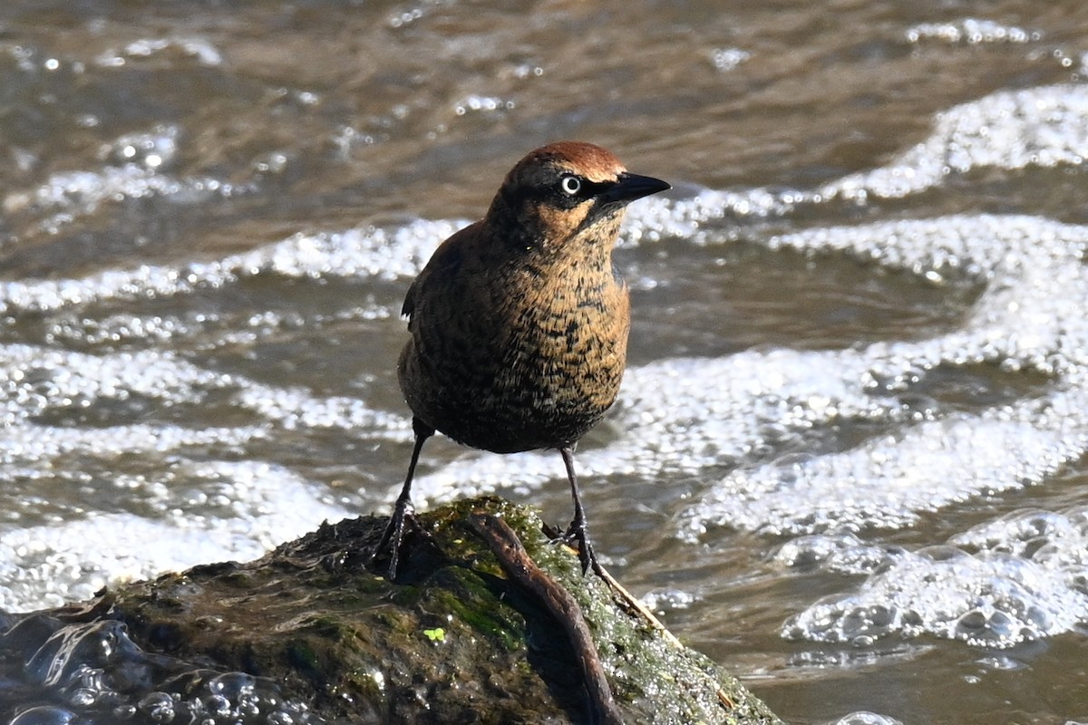 Roststärling - ML646800716