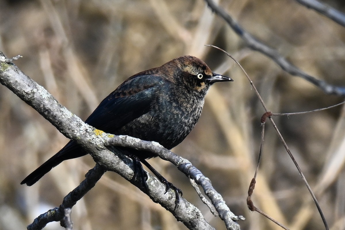 Roststärling - ML646800717