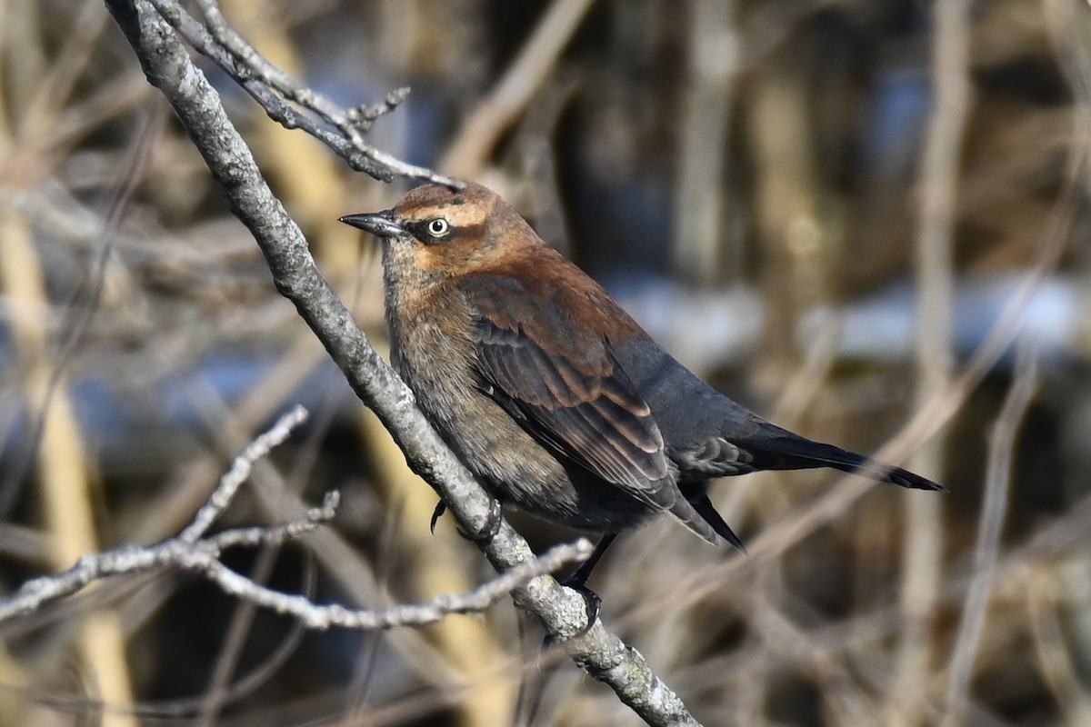 Roststärling - ML646800718