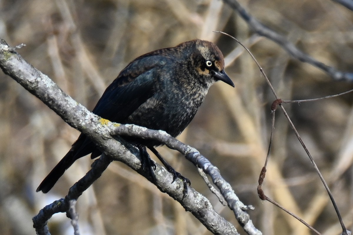 Roststärling - ML646800719