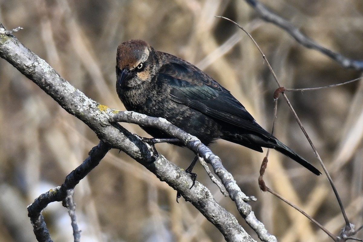 Roststärling - ML646800720