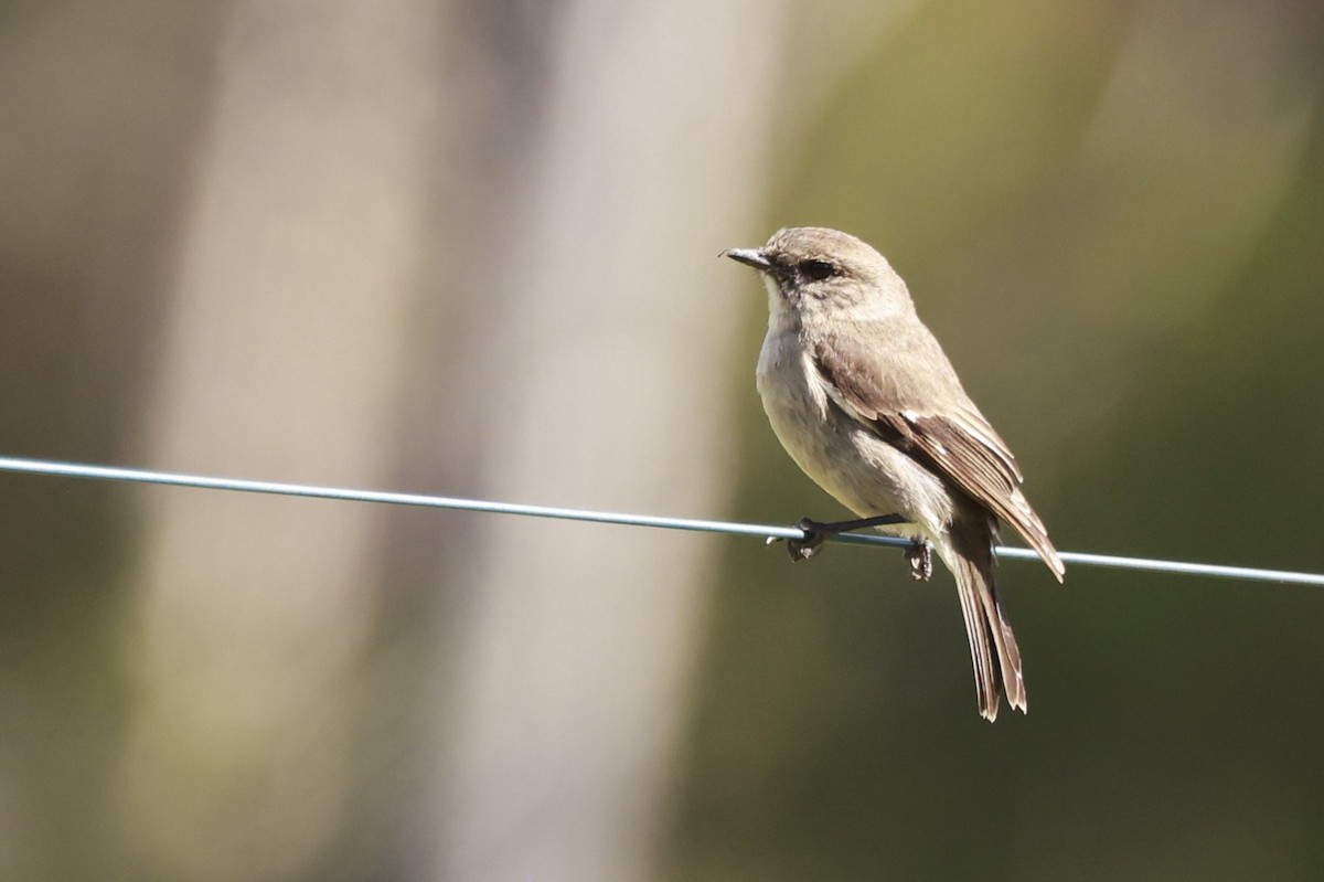 Тасманийская дриада - ML646800722